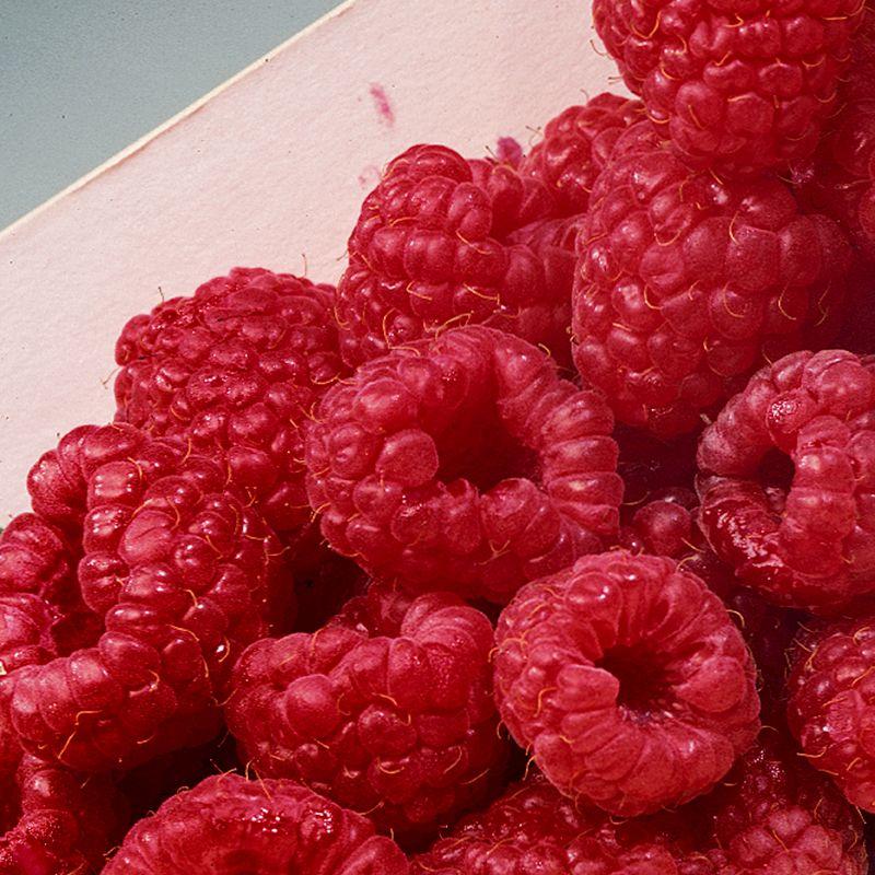 G125 Raspberry Latham - View 4 from www redcrocus com