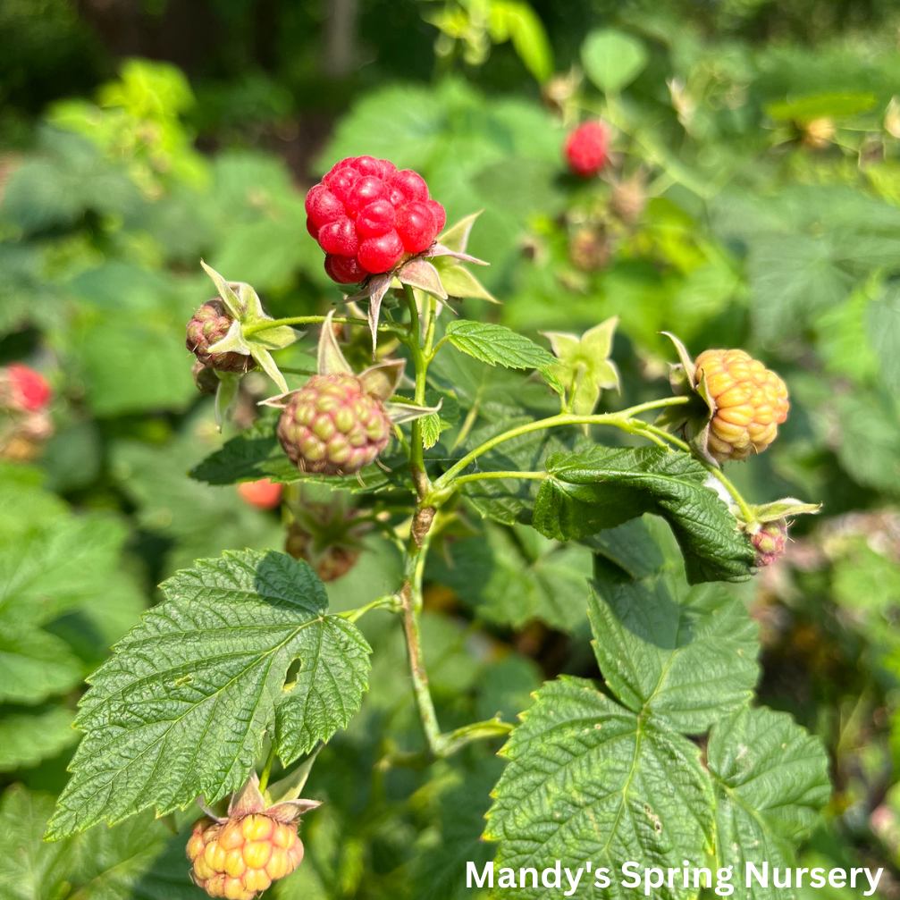 G125 Raspberry Latham - View 6 from www redcrocus com