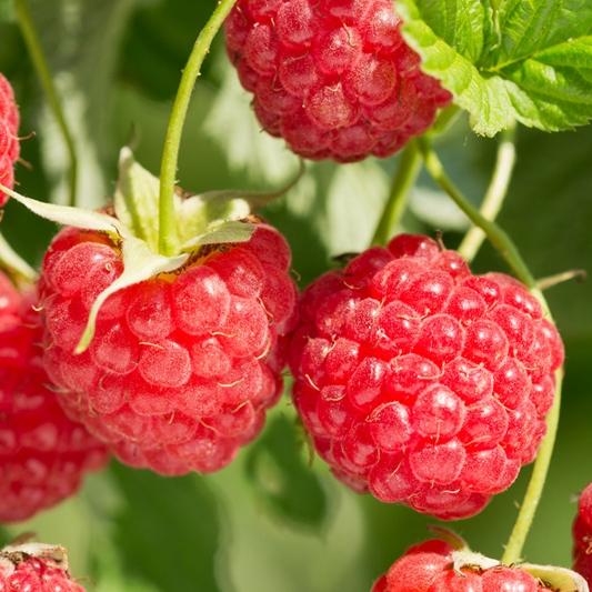 G125 Raspberry Latham - View 6 from www redcrocus com
