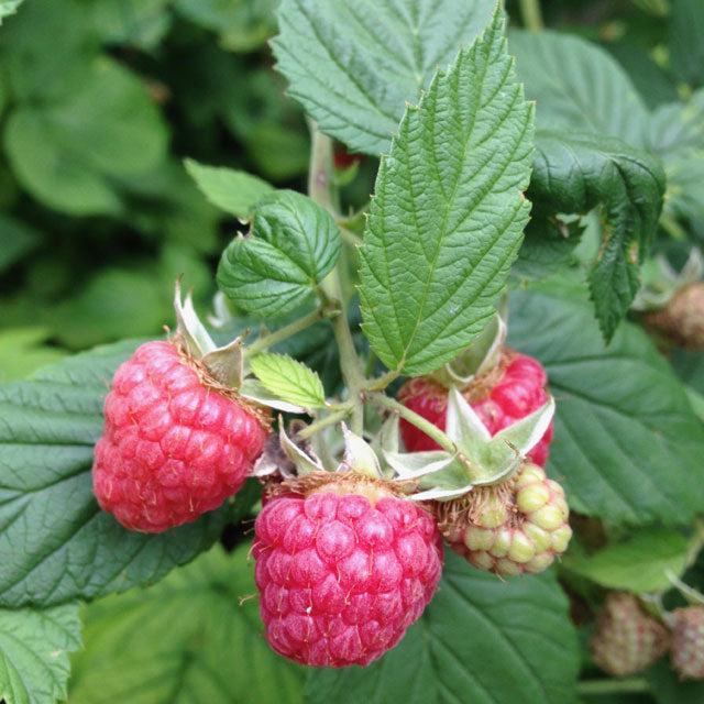G125 Raspberry Latham - View 7 from www redcrocus com