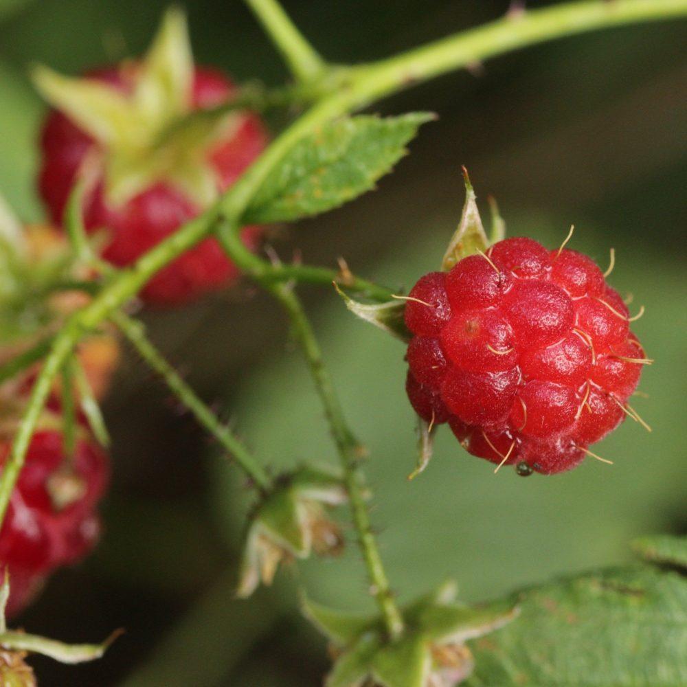 G125 Raspberry Latham - View 9 from www redcrocus com