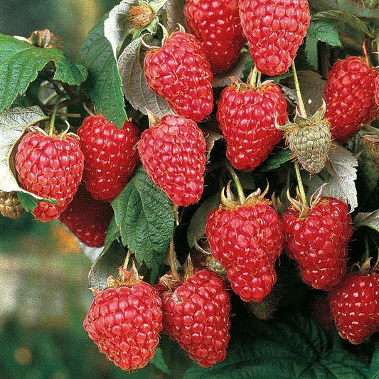 G126 Raspberry Heritage - View 1 from www redcrocus com