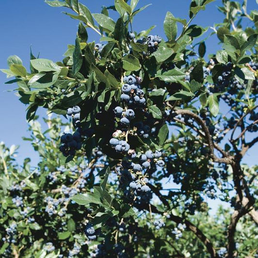 G127 Blueberry Vaccinium Corymbosum Chippewa - View 1 from www redcrocus com