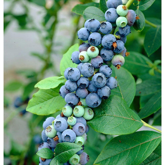 G128 Blueberry Vaccinium Corymbosum Bonus - View 1 from www redcrocus com