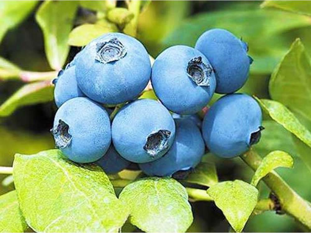 G129 Blueberry, Vaccinium Corymbosum 'chanticleer' - View 18 from www redcrocus com