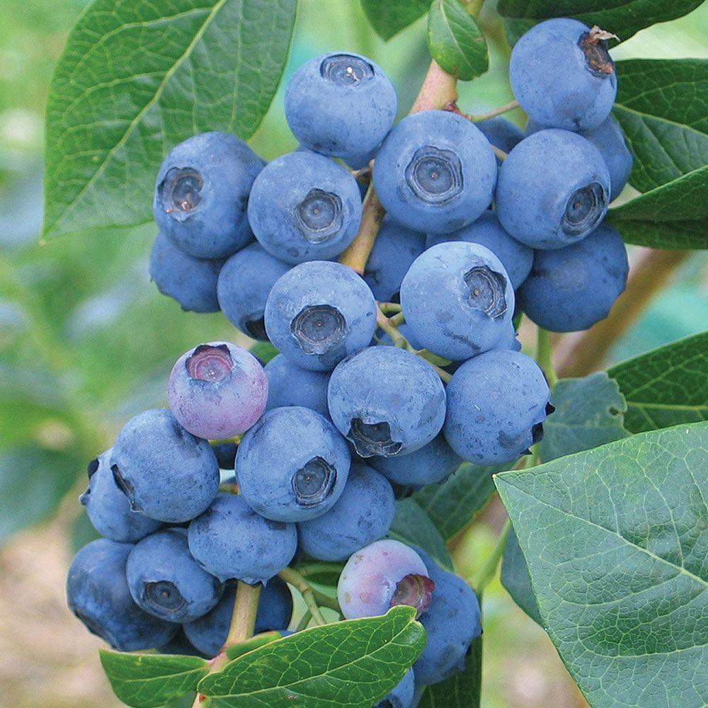 G129 Blueberry, Vaccinium Corymbosum 'chanticleer' - View 7 from www redcrocus com