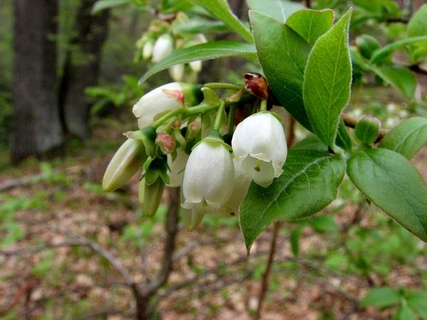 G130 Blueberry Vaccinium Corymbosum Draper - View 17 from www redcrocus com