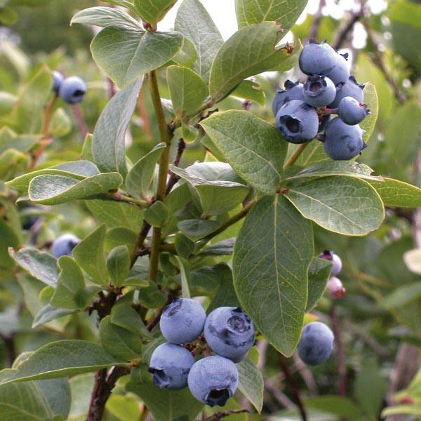 G130 Blueberry Vaccinium Corymbosum Draper - View 19 from www redcrocus com