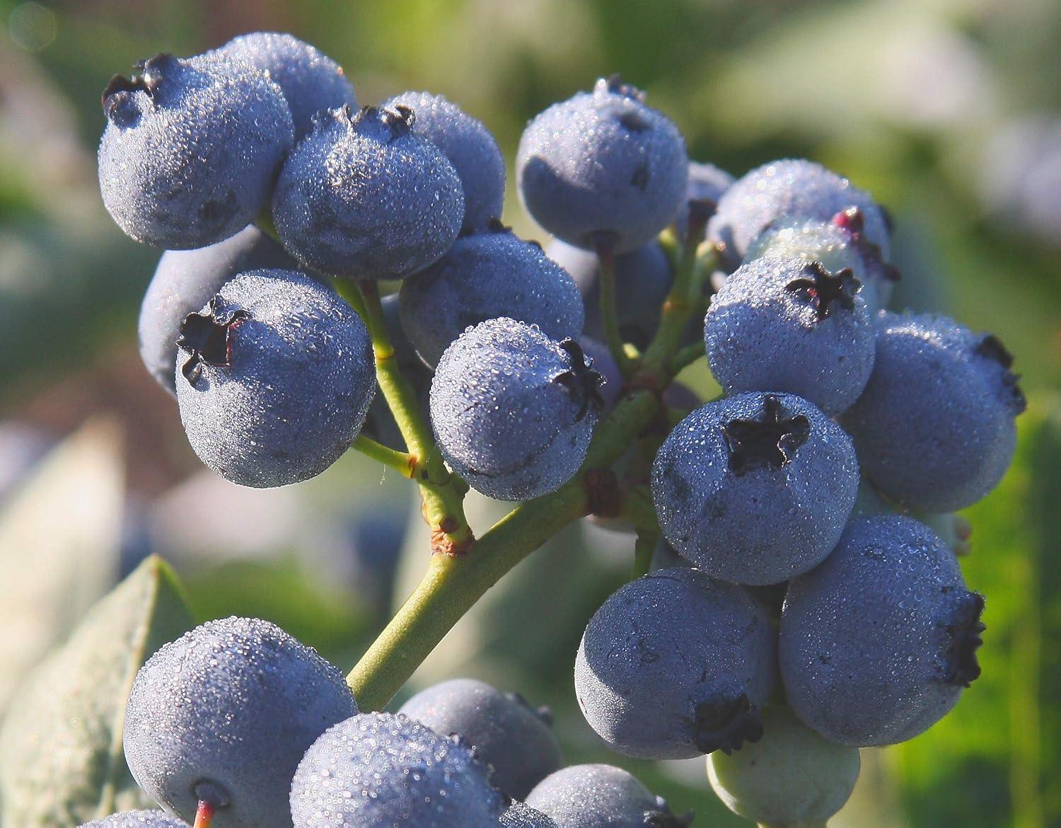 G130 Blueberry Vaccinium Corymbosum Draper - View 4 from www redcrocus com