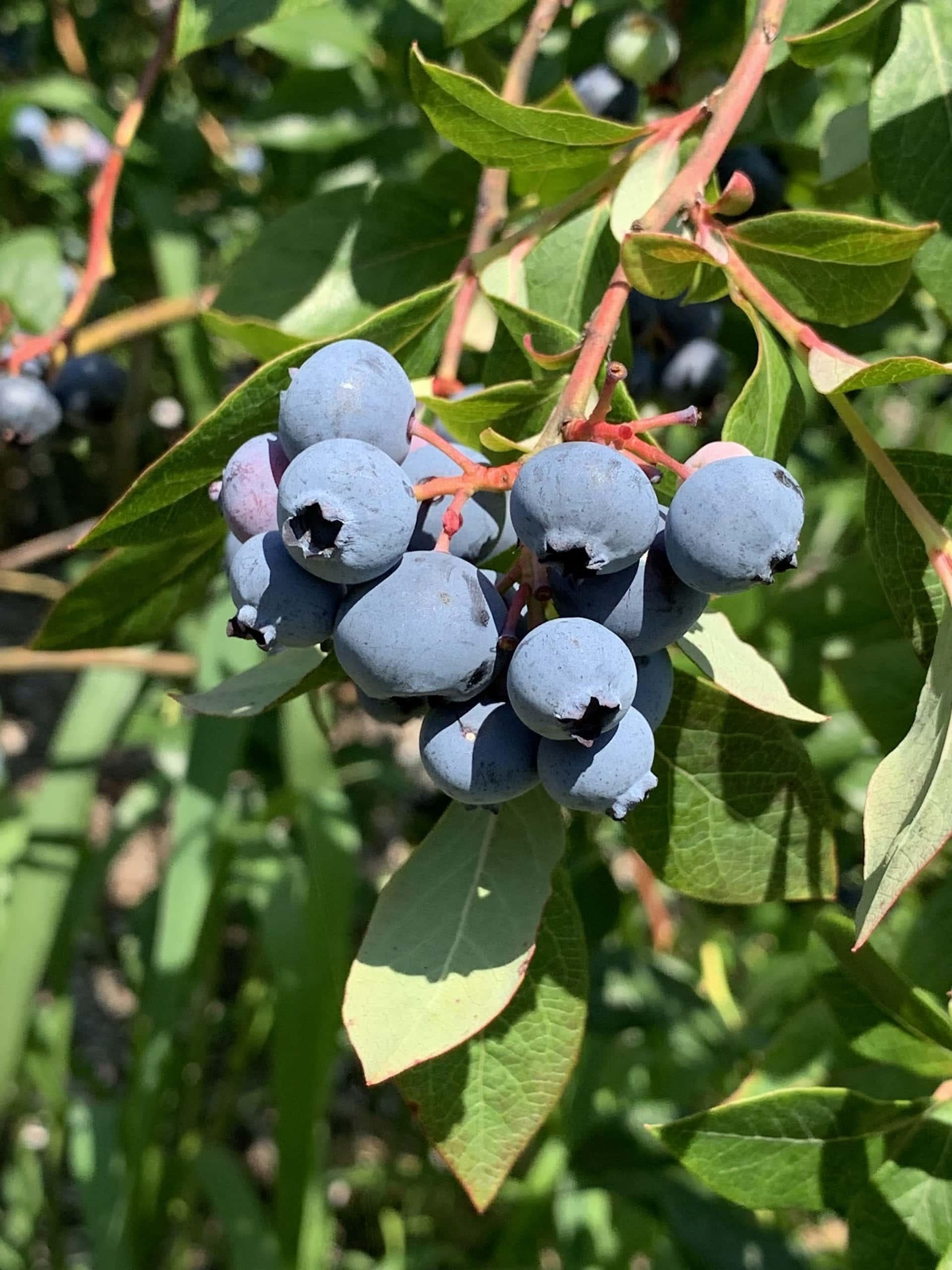 G130 Blueberry Vaccinium Corymbosum Draper - View 7 from www redcrocus com