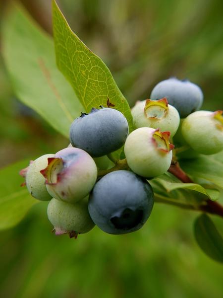 G133 Blueberry Vaccinium Corymbosum Aurora - View 11 from www redcrocus com