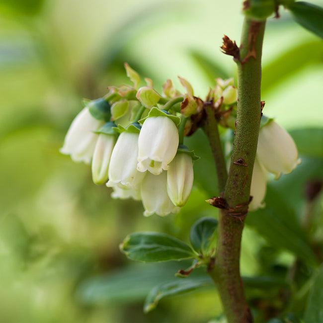 G133 Blueberry Vaccinium Corymbosum Aurora - View 12 from www redcrocus com
