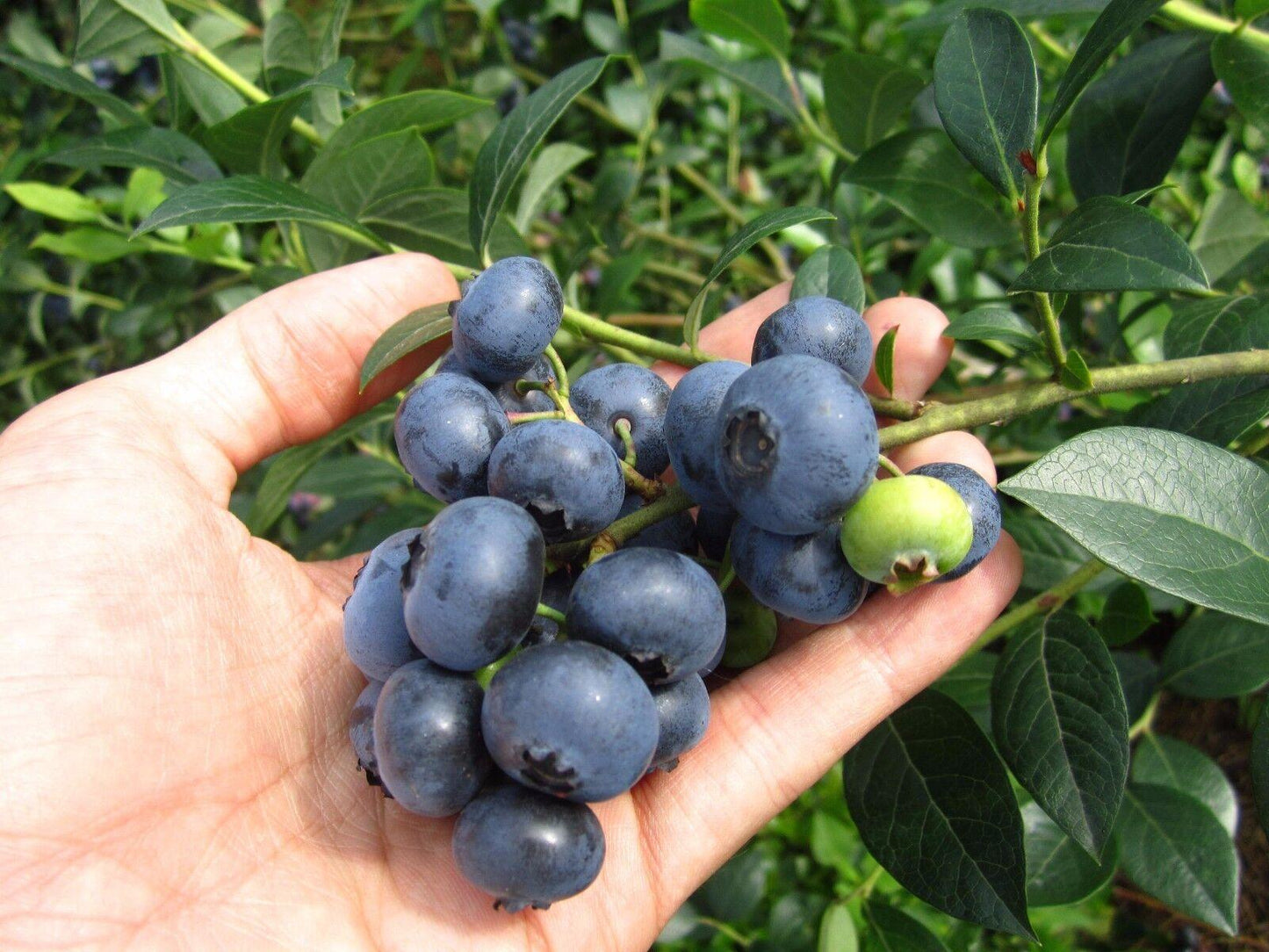 G133 Blueberry Vaccinium Corymbosum Aurora - View 17 from www redcrocus com