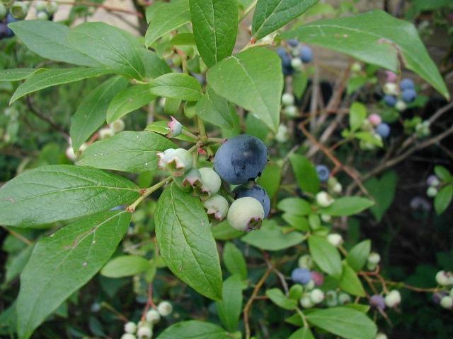 G133 Blueberry Vaccinium Corymbosum Aurora - View 4 from www redcrocus com