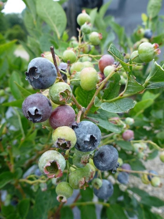G133 Blueberry Vaccinium Corymbosum Aurora - View 9 from www redcrocus com