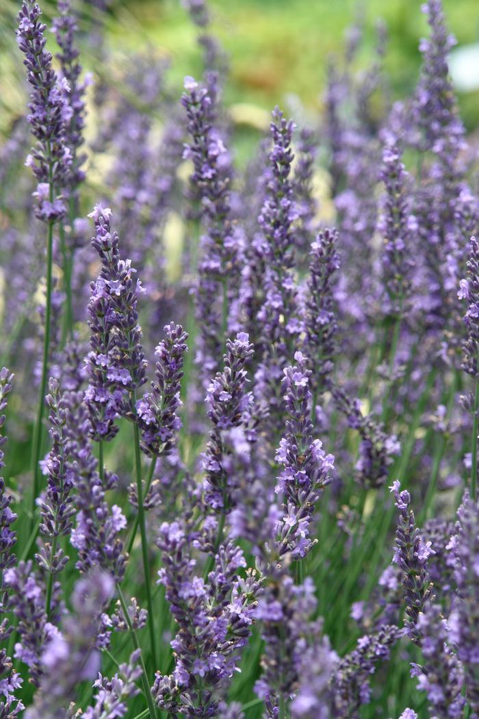 G205 Lavandula X Intermedia Phenomenal - View 10 from www redcrocus com