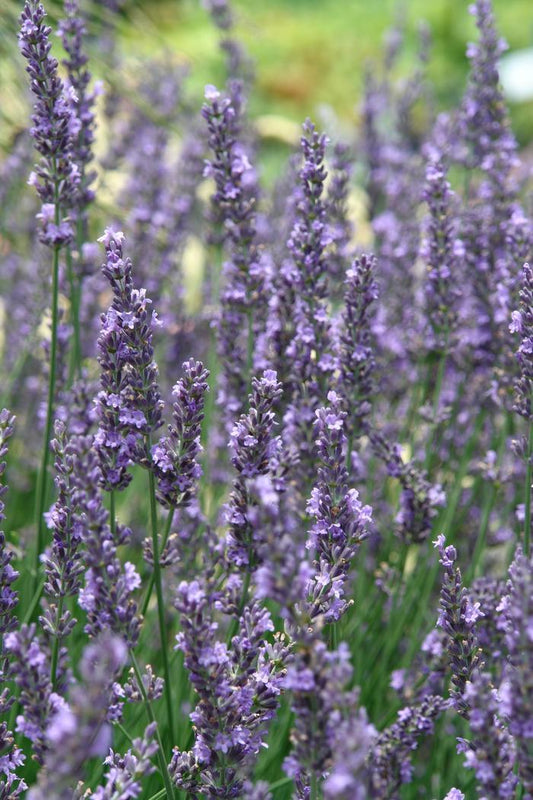 G205 Lavandula X Intermedia Phenomenal - View 10 from www redcrocus com