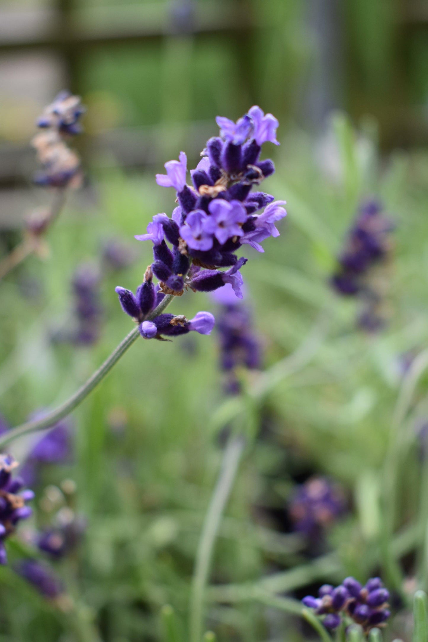 G205 Lavandula X Intermedia Phenomenal - View 11 from www redcrocus com