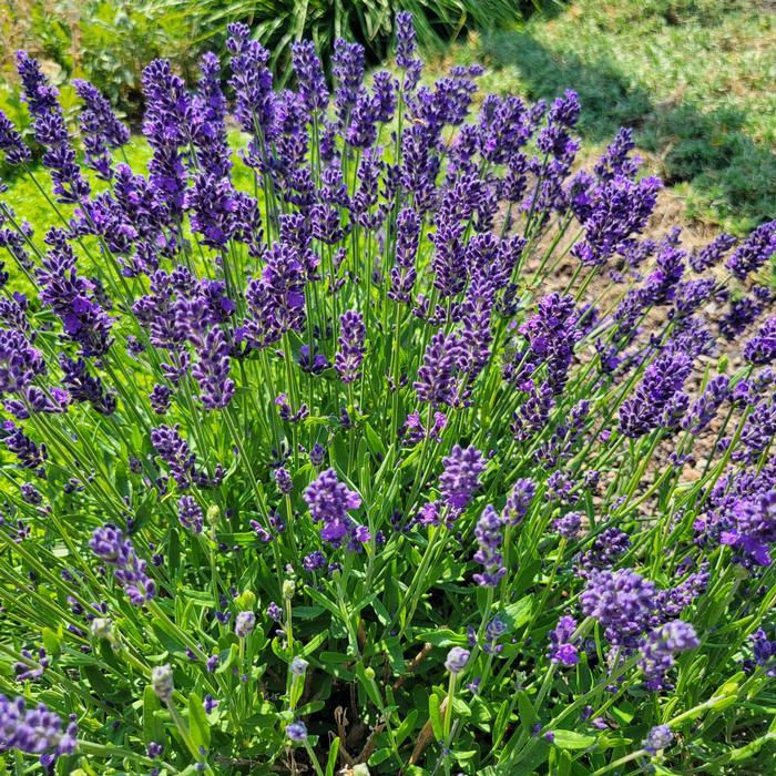 G205 Lavandula X Intermedia Phenomenal - View 12 from www redcrocus com