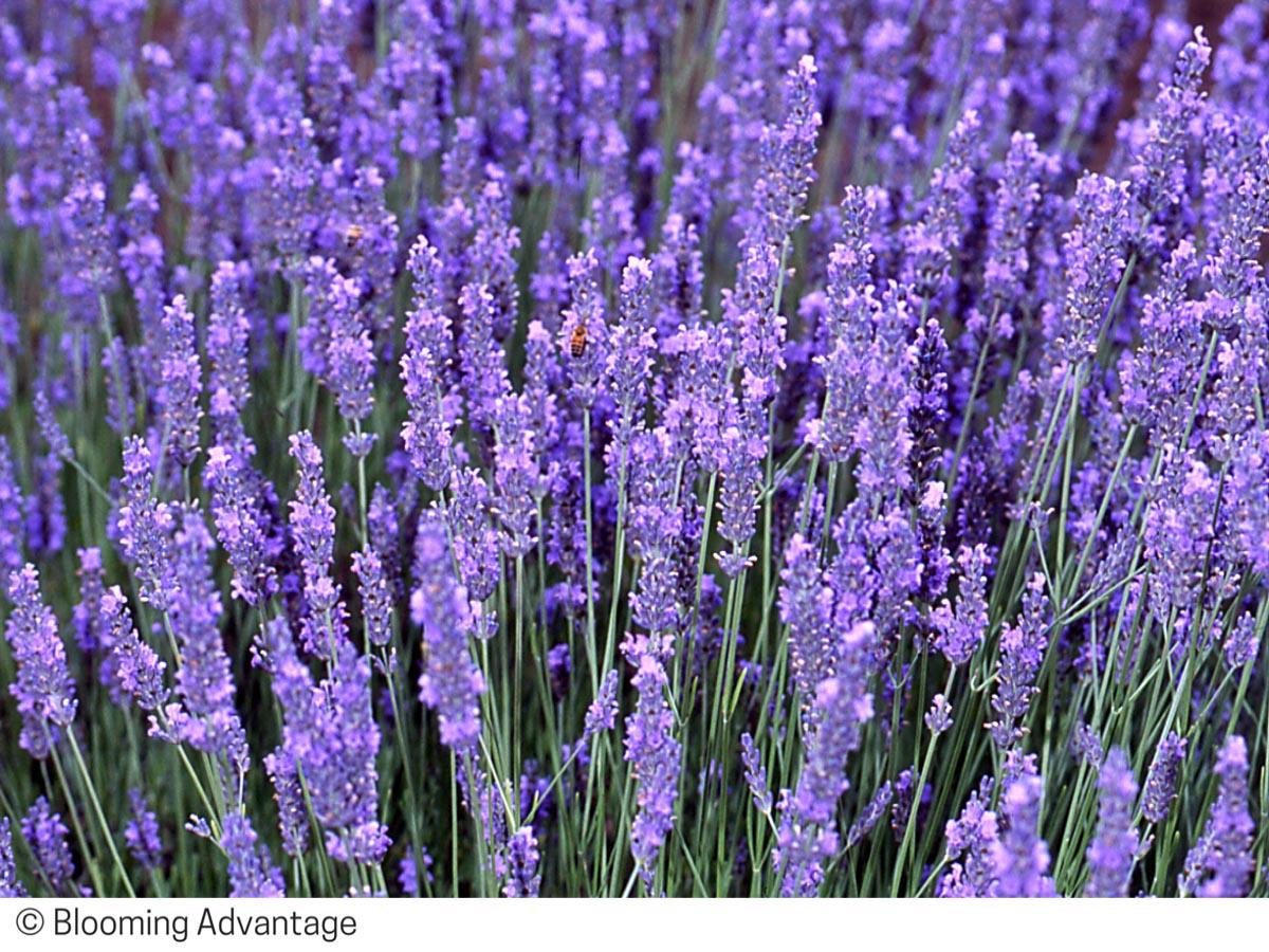 G205 Lavandula X Intermedia Phenomenal - View 13 from www redcrocus com