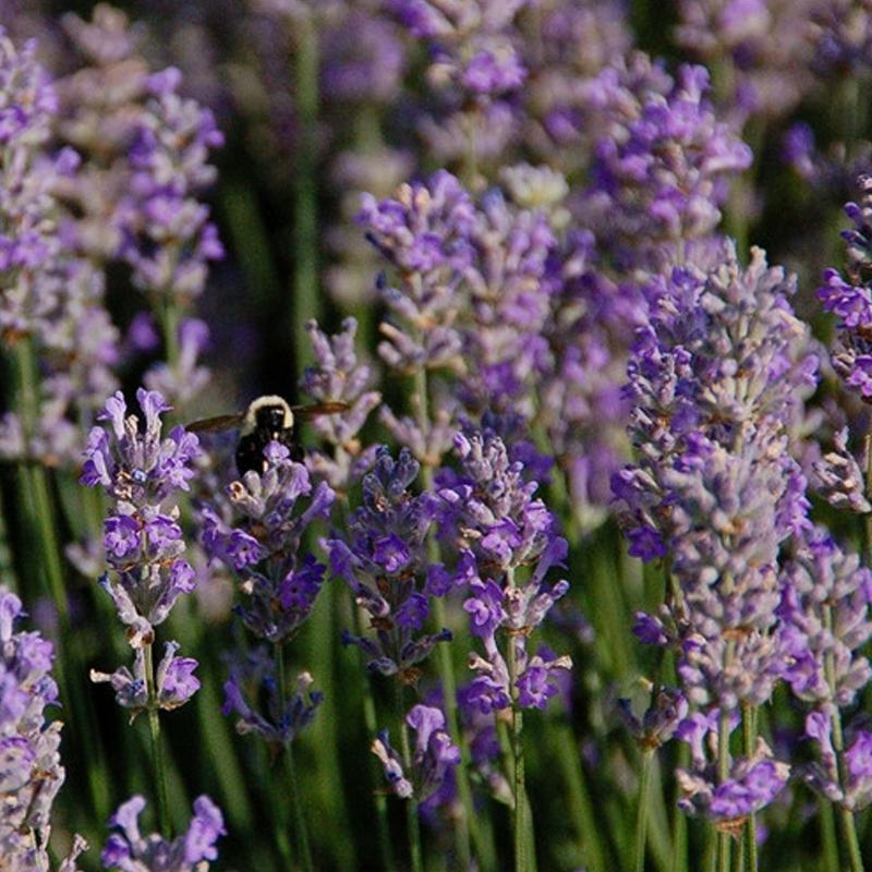 G205 Lavandula X Intermedia Phenomenal - View 14 from www redcrocus com