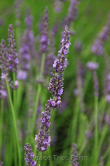 G205 Lavandula X Intermedia Phenomenal - View 15 from www redcrocus com