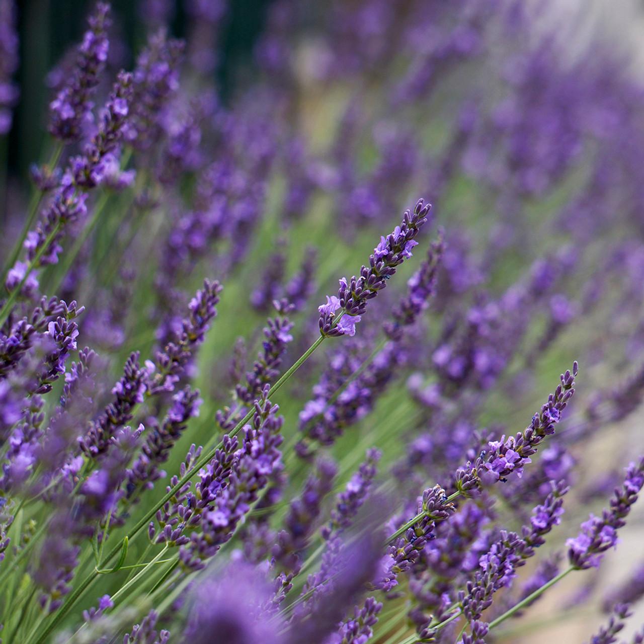 G205 Lavandula X Intermedia Phenomenal - View 16 from www redcrocus com