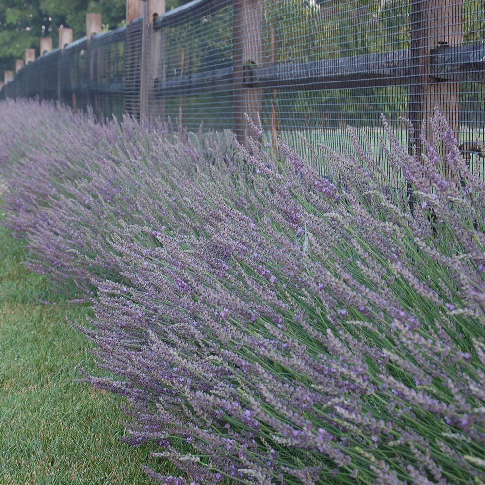G205 Lavandula X Intermedia Phenomenal - View 17 from www redcrocus com