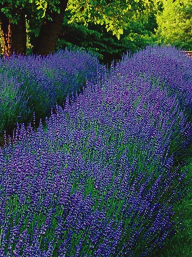 G205 Lavandula X Intermedia Phenomenal - View 18 from www redcrocus com