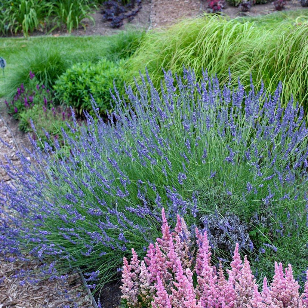 G205 Lavandula X Intermedia Phenomenal - View 1 from www redcrocus com