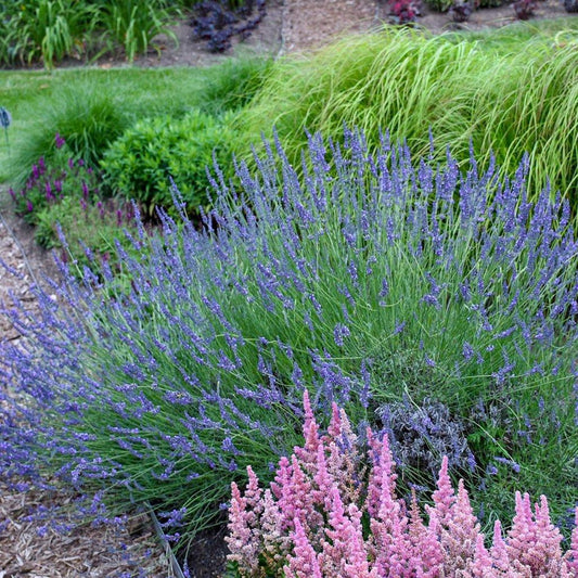 G205 Lavandula X Intermedia Phenomenal - View 1 from www redcrocus com