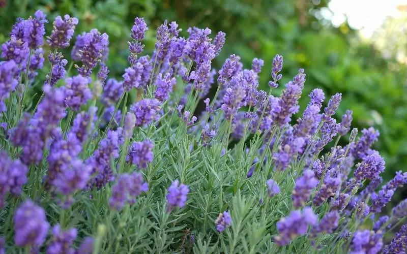 G205 Lavandula X Intermedia Phenomenal - View 2 from www redcrocus com