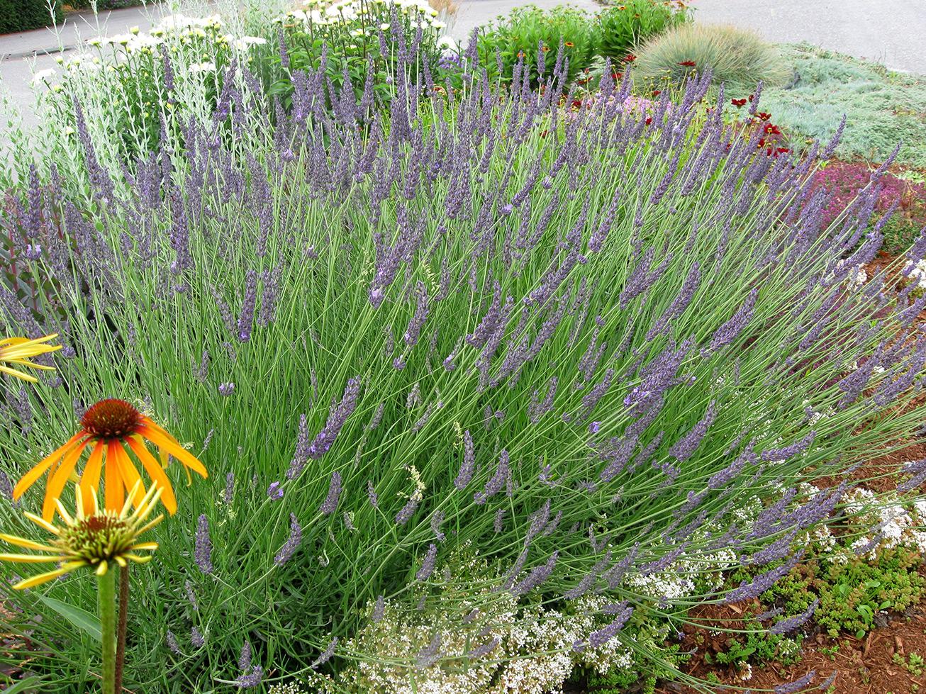 G205 Lavandula X Intermedia Phenomenal - View 3 from www redcrocus com