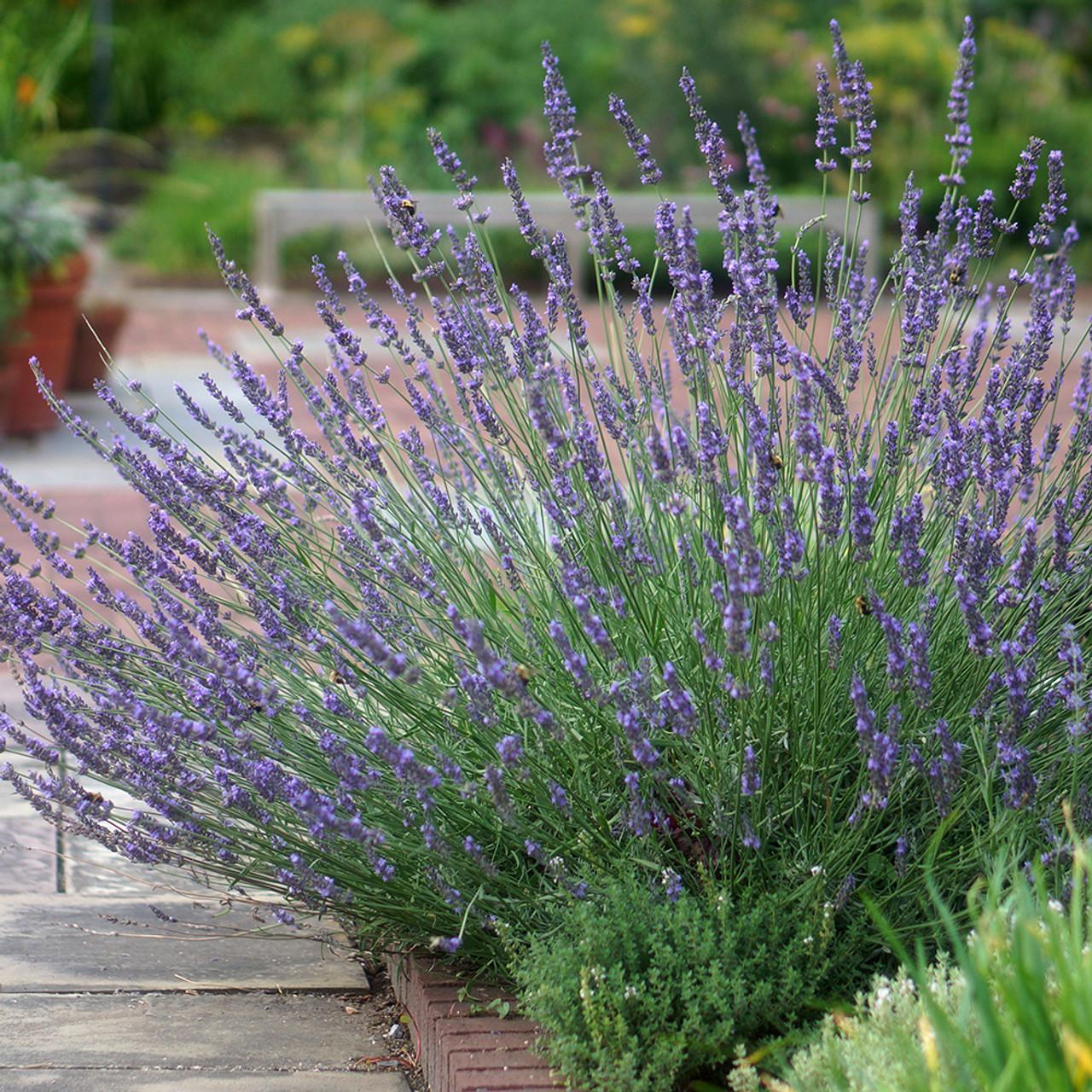 G205 Lavandula X Intermedia Phenomenal - View 4 from www redcrocus com