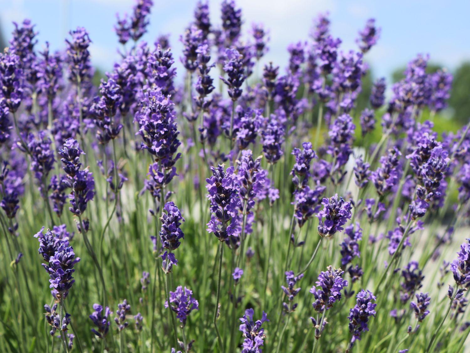 G205 Lavandula X Intermedia Phenomenal - View 5 from www redcrocus com