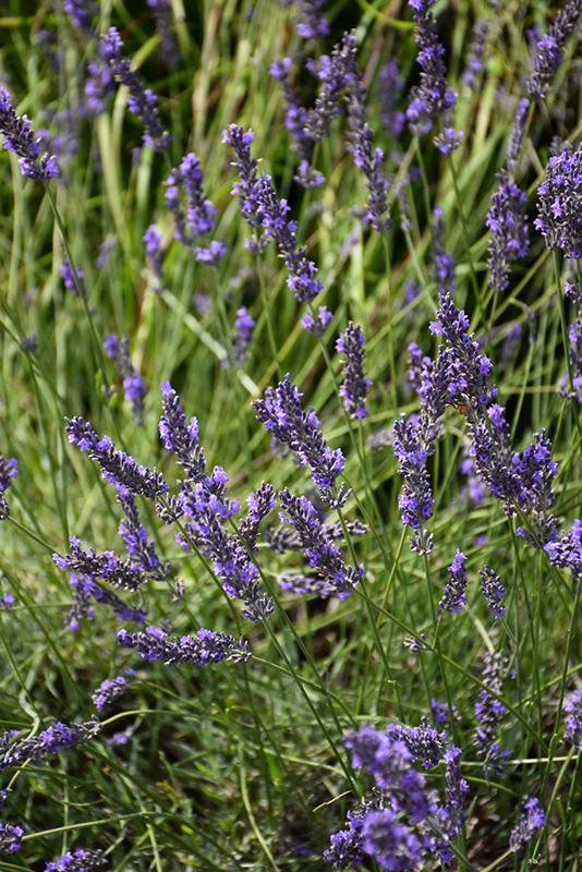 G205 Lavandula X Intermedia Phenomenal - View 6 from www redcrocus com