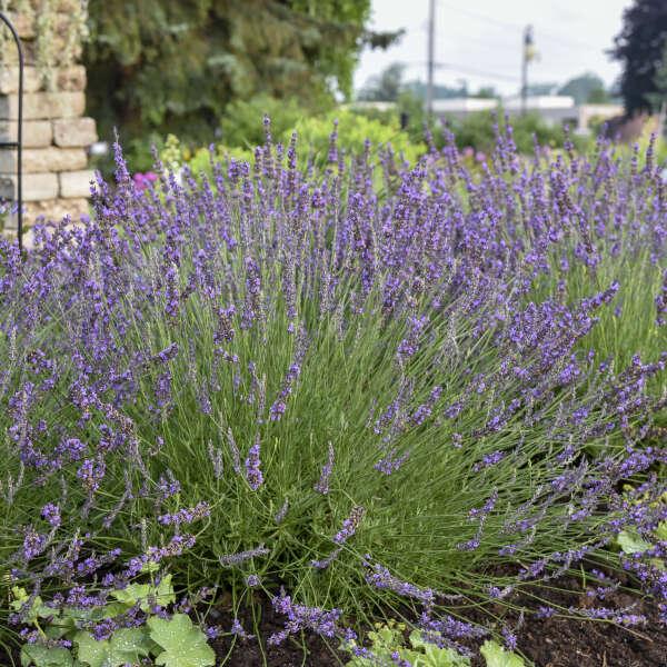 G205 Lavandula X Intermedia Phenomenal - View 8 from www redcrocus com