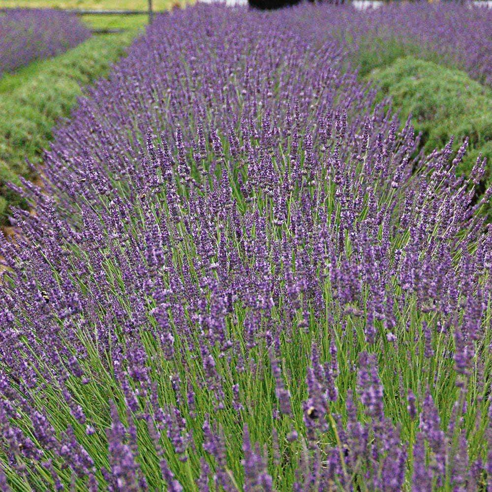 G205 Lavandula X Intermedia Phenomenal - View 9 from www redcrocus com