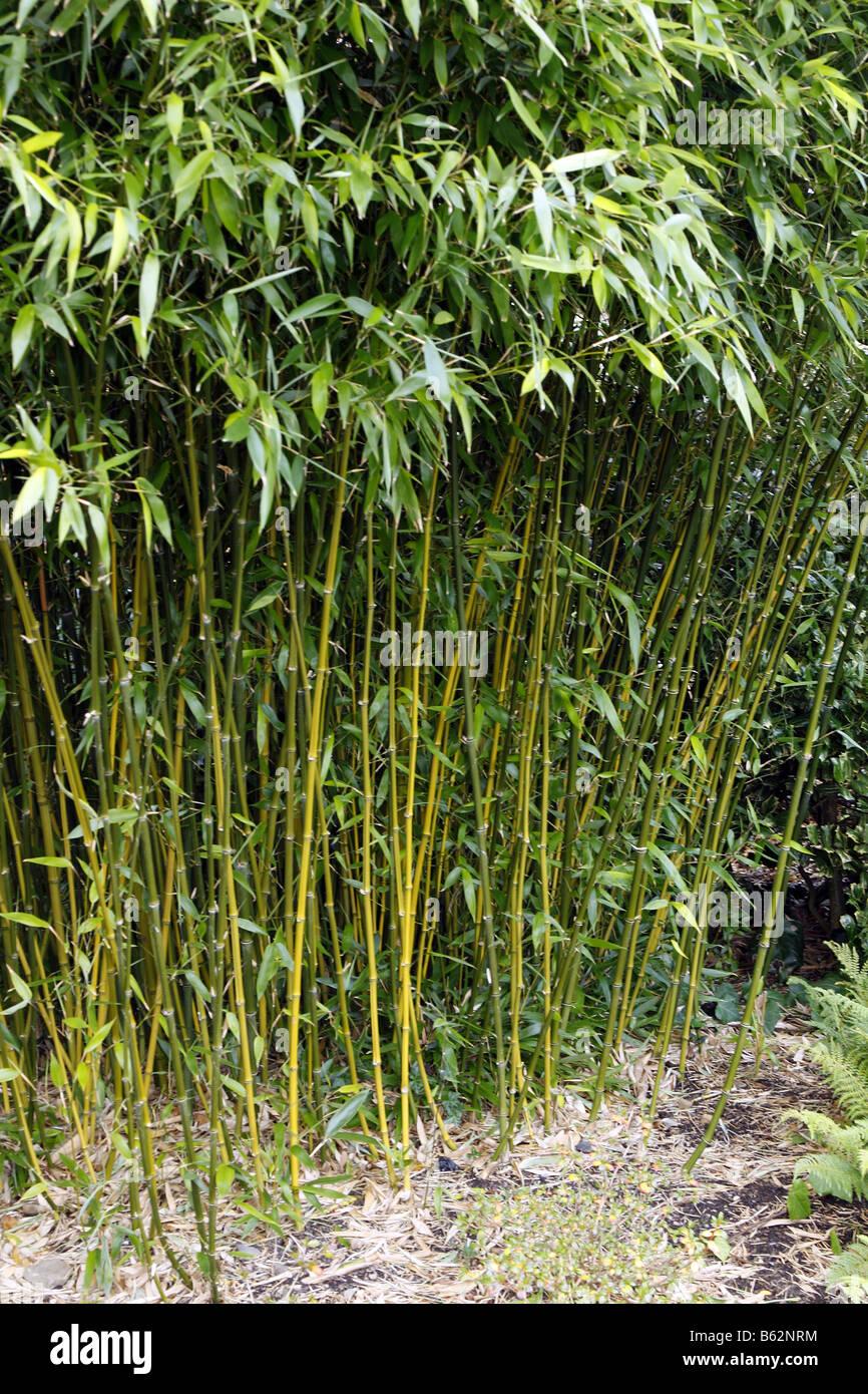 G017 Bamboo Phyllostachys Bissetii - View 10 from www redcrocus com