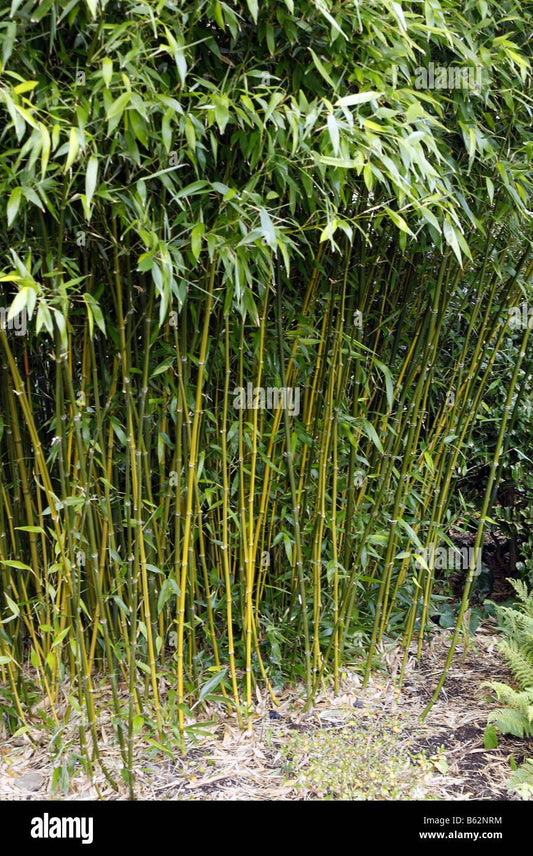 G017 Bamboo Phyllostachys Bissetii - View 10 from www redcrocus com