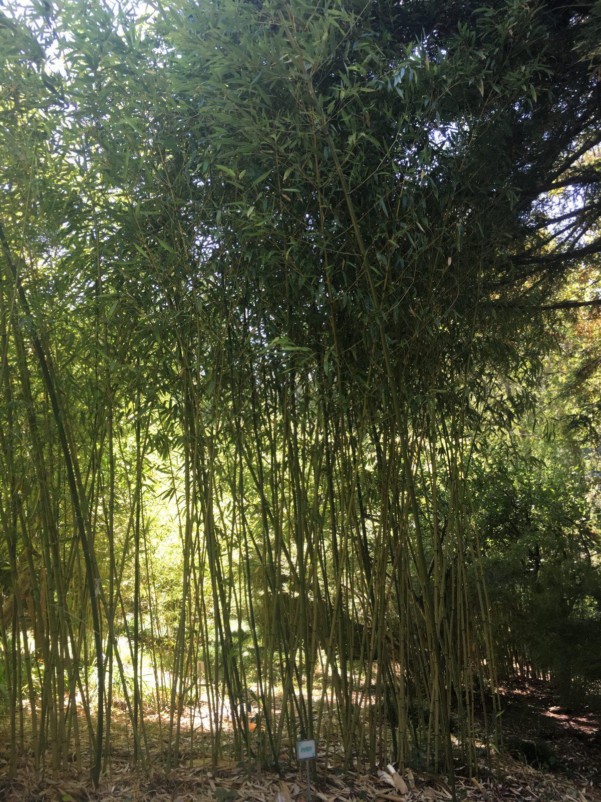 G017 Bamboo Phyllostachys Bissetii - View 14 from www redcrocus com