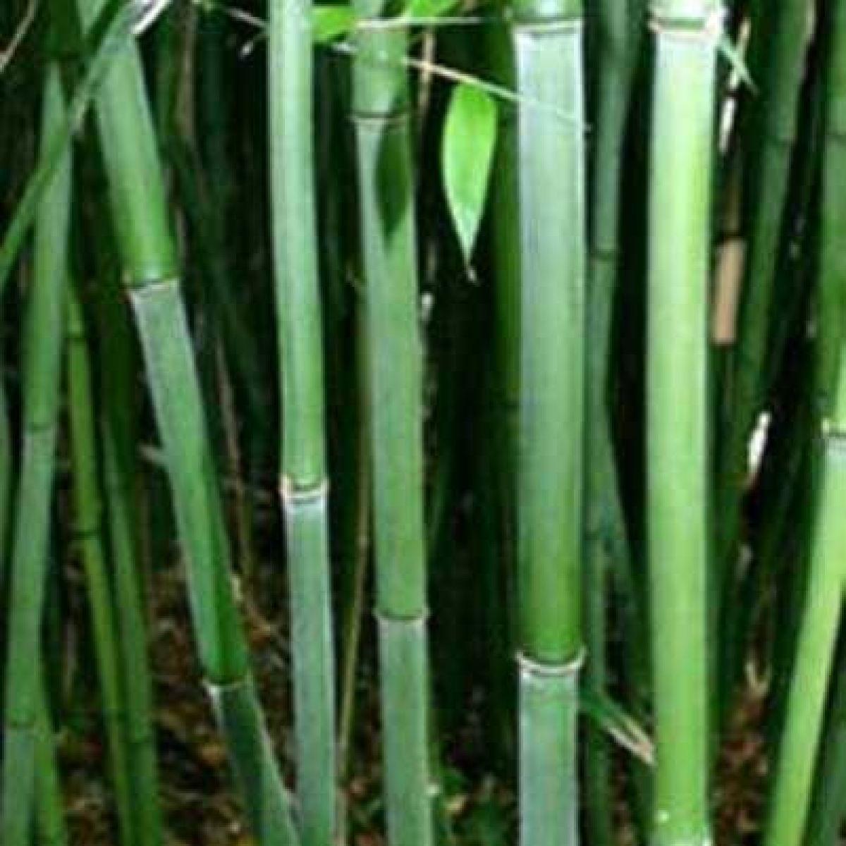 G017 Bamboo Phyllostachys Bissetii - View 15 from www redcrocus com