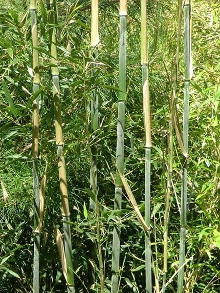 G017 Bamboo Phyllostachys Bissetii - View 16 from www redcrocus com