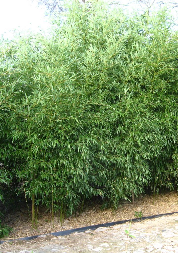 G017 Bamboo Phyllostachys Bissetii - View 17 from www redcrocus com