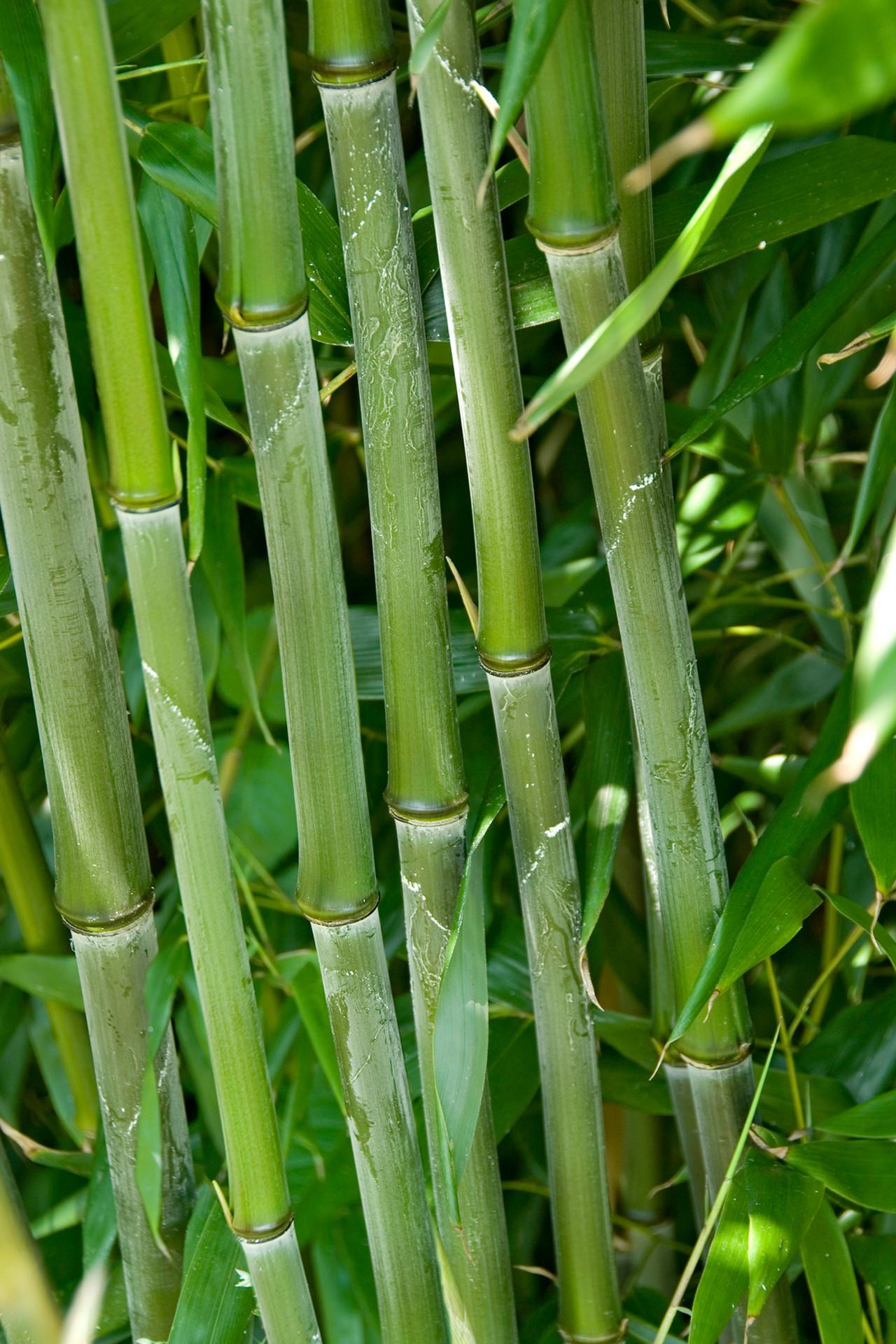 G017 Bamboo Phyllostachys Bissetii - View 18 from www redcrocus com