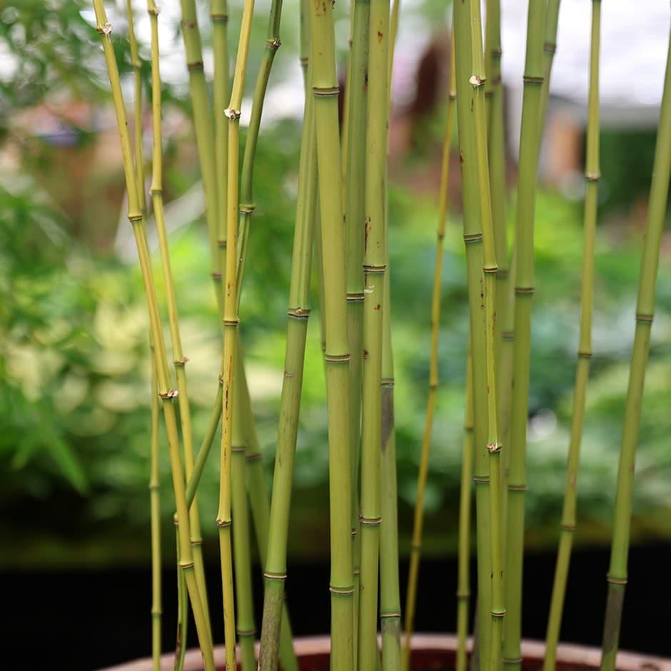 G017 Bamboo Phyllostachys Bissetii - View 19 from www redcrocus com