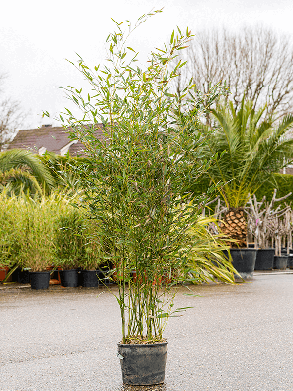 G017 Bamboo Phyllostachys Bissetii - View 2 from www redcrocus com