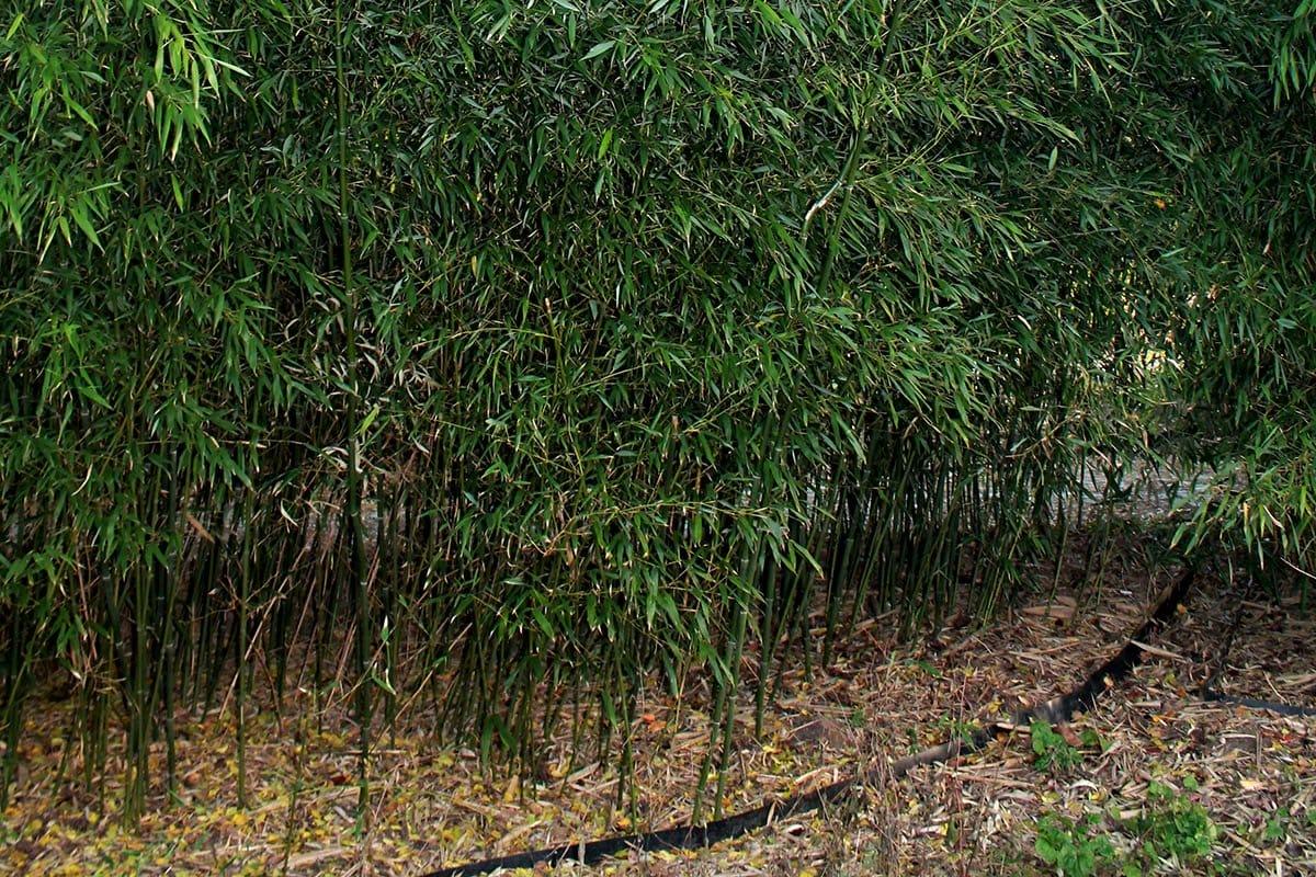 G017 Bamboo Phyllostachys Bissetii - View 3 from www redcrocus com
