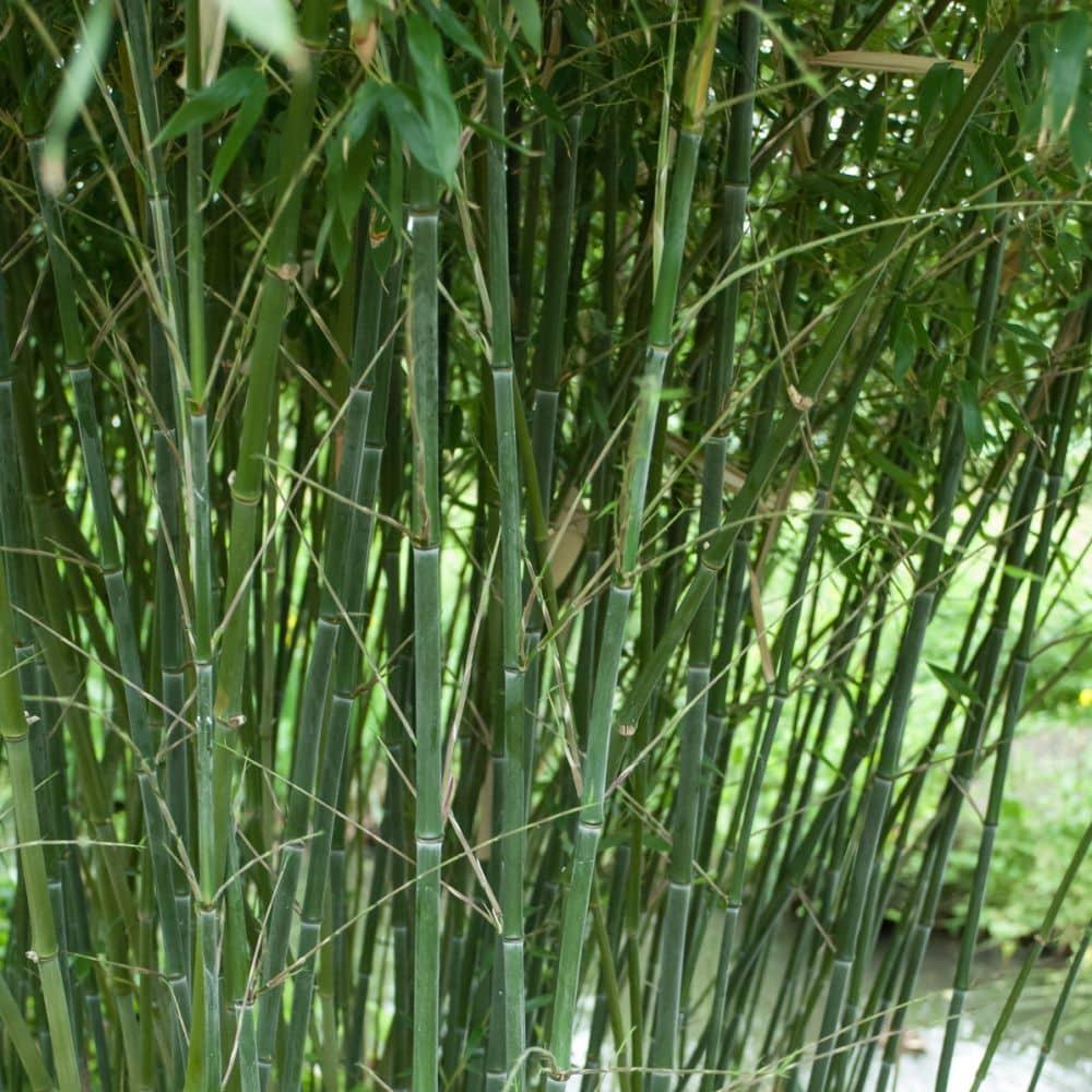 G017 Bamboo Phyllostachys Bissetii - View 4 from www redcrocus com
