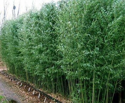 G017 Bamboo Phyllostachys Bissetii - View 7 from www redcrocus com